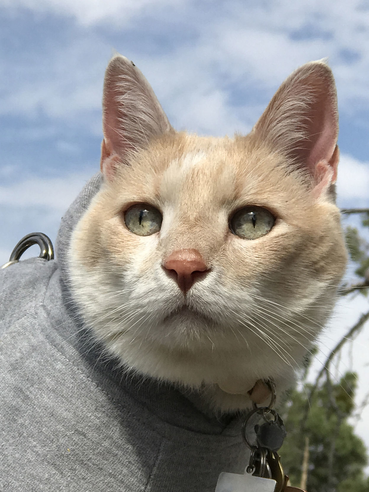 Pic of the Litter: Diego